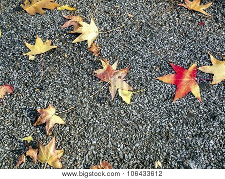 Autumn Background
