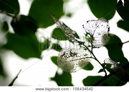 Leaves. Spider mite.
