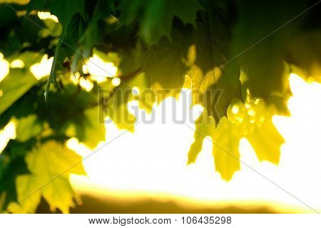 Maple leaves