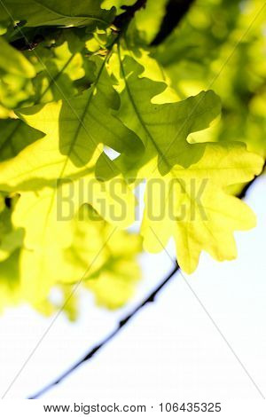 Spring oak leaves.