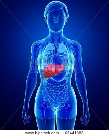Female Liver Anatomy