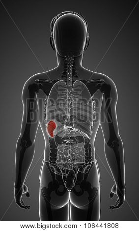 Male Spleen Anatomy