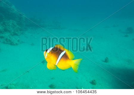 Single Clown-fish Is Underwater In Red Sea