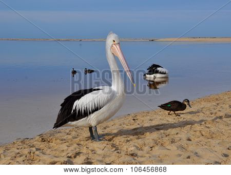 Pelican at Moore River: Rivermouth to the Indian Ocean