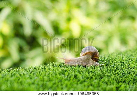 The Journey Of Snail.