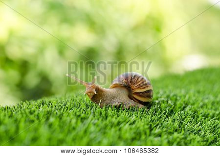 The Journey Of Snail.