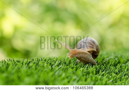 The Journey Of Snail.