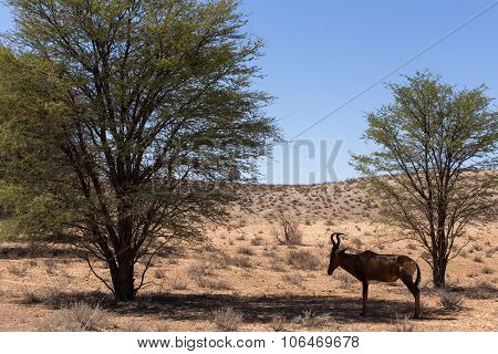 A Common Tsessebe (alcelaphus Buselaphus)the Camera