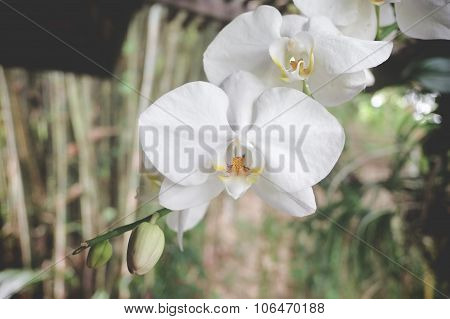 White Orchids in tropical garden