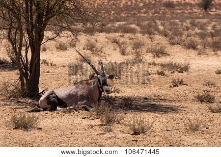 Gemsbok, Oryx Gazella
