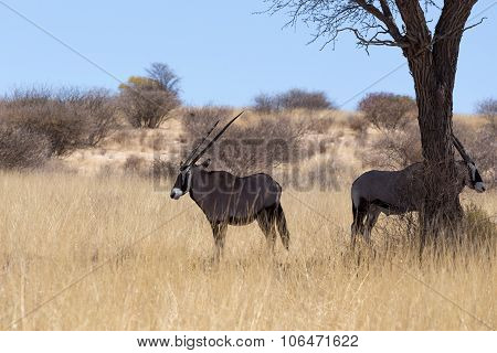 Gemsbok, Oryx Gazella