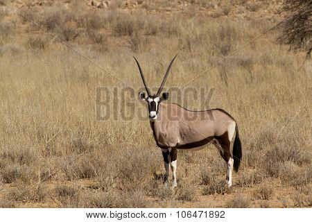 Gemsbok, Oryx Gazella