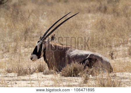 Gemsbok, Oryx Gazella