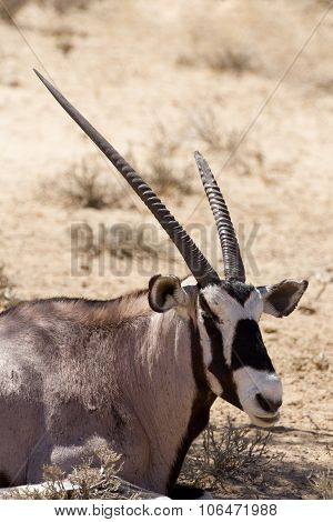 Gemsbok, Oryx Gazella