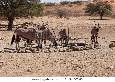 Gemsbok, Oryx Gazella
