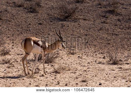Springbok Antidorcas Marsupialis In Kgalagadi