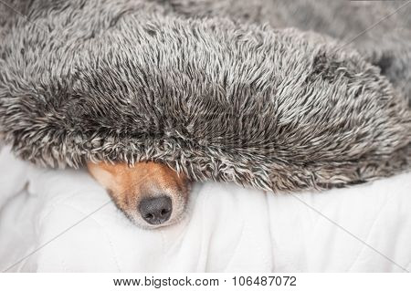 Dog Nose