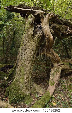 Fallen Tree