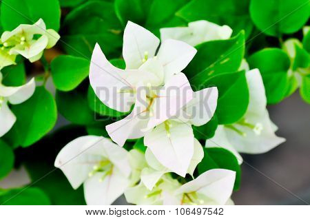 Kertas, Paper Flower