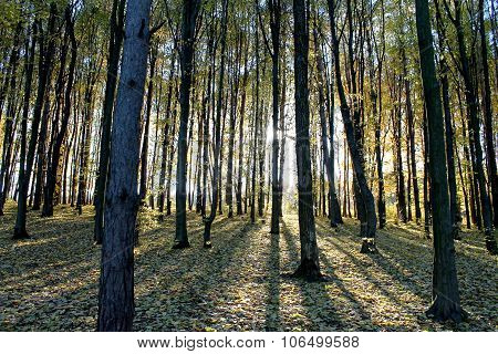 trees