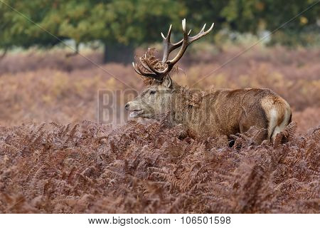 Red Deer Stag
