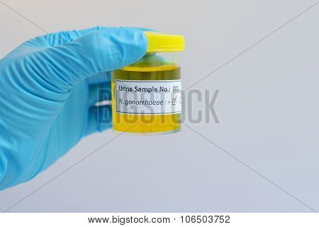 Neisseria gonorrhoeae bacteria