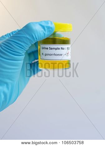 Neisseria gonorrhoeae bacteria