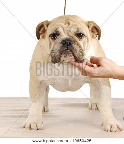 Inglês Bulldog cachorrinho