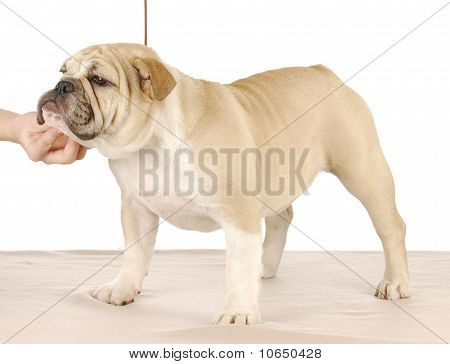 Mostrar cão empilhados