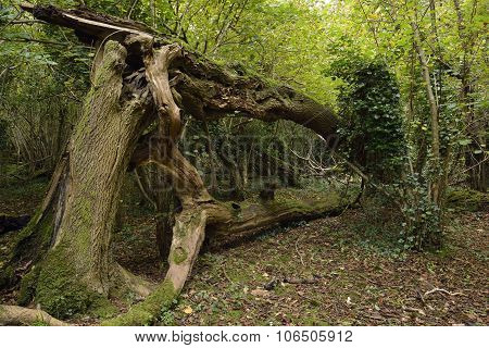 Fallen Tree
