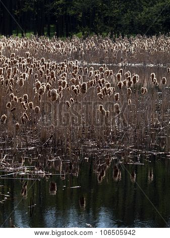 Withered Cattail