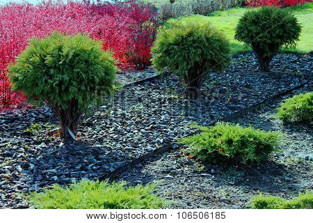 plants