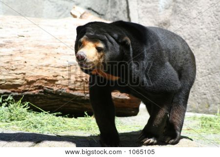 Sunbear 8