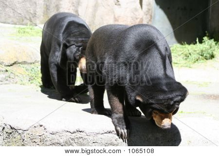 Sunbear 12