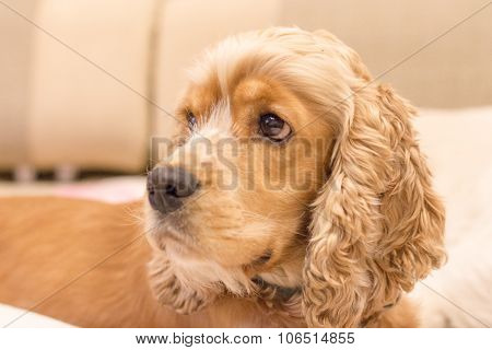 Beige thoughtful Cocker Spaniel