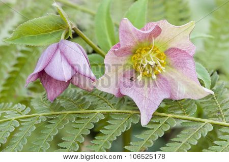 Cornus Pink Flowers