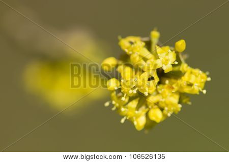 Cornus Mas, Cornelian Cherry, European Cornel, Dogwood Yellow Flowers