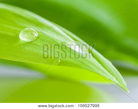 Closeup Water Drop On Pandanus Palm , Fragrant Pandan ,pandom Wangi.