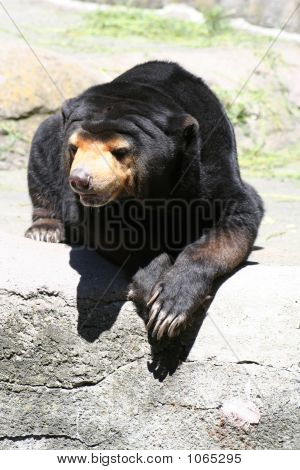 Sun Bear 6