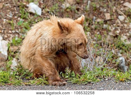 Cinnamon American Black Bear