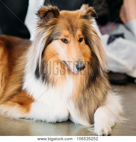 Close up portrait of Shetland Sheepdog, Sheltie, Collie dog