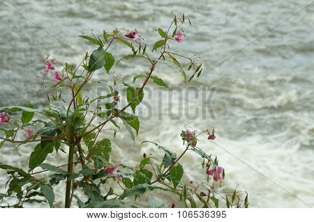 Impatiens glandulifera blossom