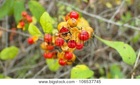 Bittersweet. Solanum dulcamara. Red Berries.