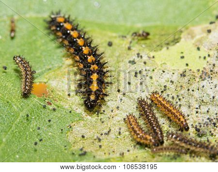 Gorgone Checkerspot butterfly caterpillar feeding on a sunflower leaf
