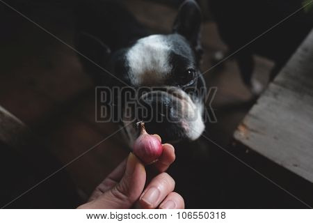 boston terrier dog look at red onion