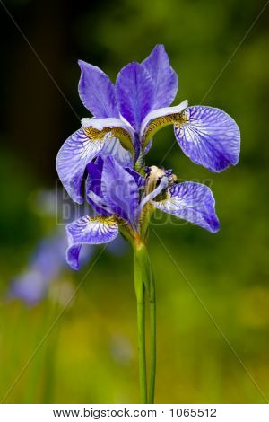 Blume