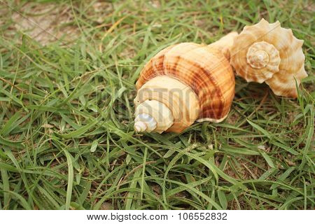Conchs On Background Of Greengrass At The Sea.