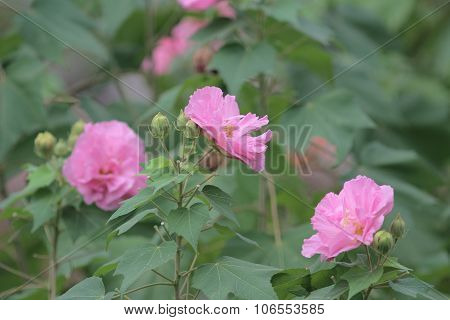 Hibiscus Mutabilis