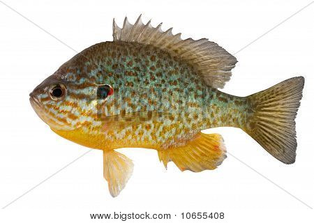 Klumpfisk