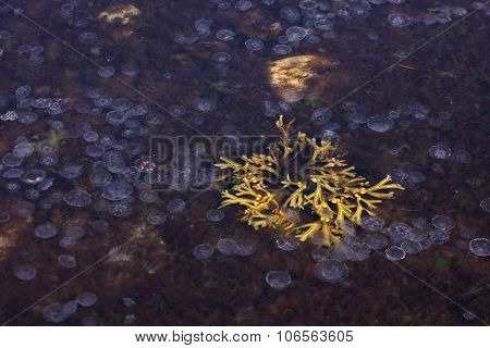 Nature in south Sweden in the province of Skaane